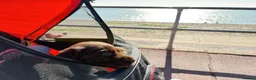 Cocker Spaniel dogs for sale: Ready Now RKC Reg DNA CLEAR Show Cocker Female in Fareham - Advert 25