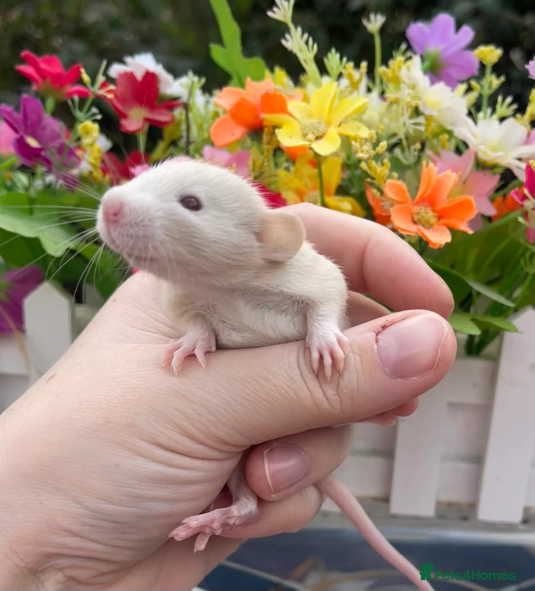 Rat rodents for sale: Gorgeous Baby Dumbo Rats for Sale! - Advert 9