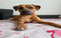 Bullmastiff dogs for sale: Energetic pup! - Image 1