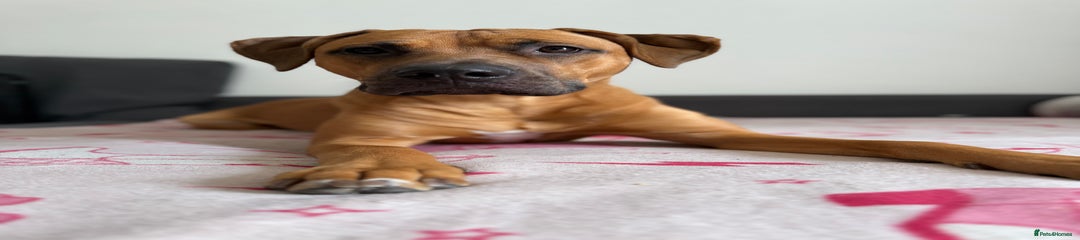 Bullmastiff Puppy 1