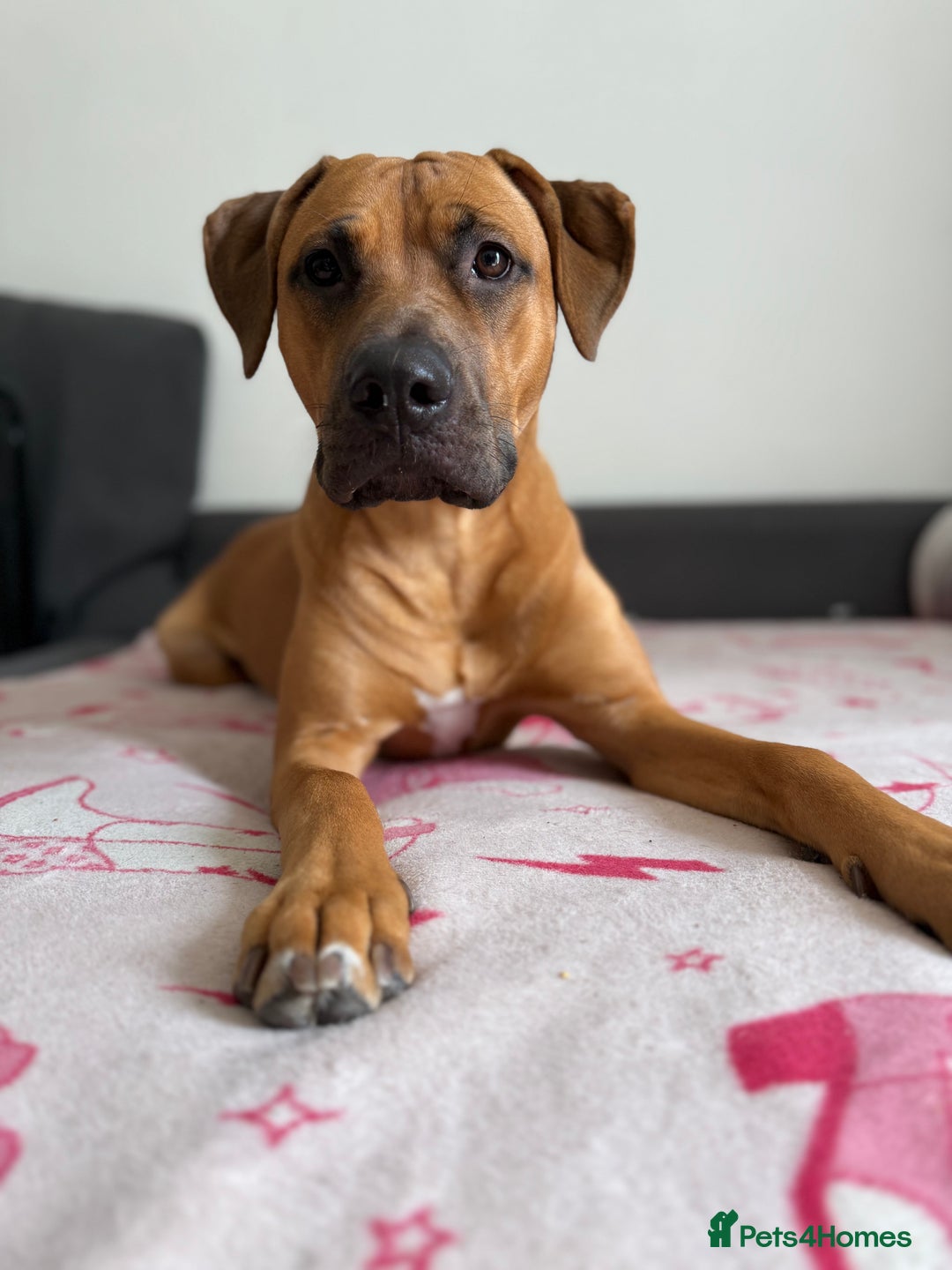 Bullmastiff dogs for sale: Energetic pup! - Image 1