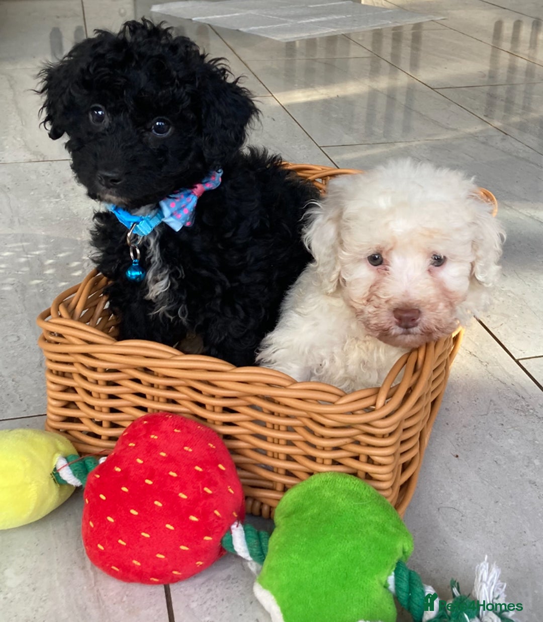 Poodle dogs for sale: Poodle 86% x cavalier DNA tested  - Image 10