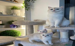 British Shorthair cats for sale: TICA golden and colourpoint BSH - Image 8