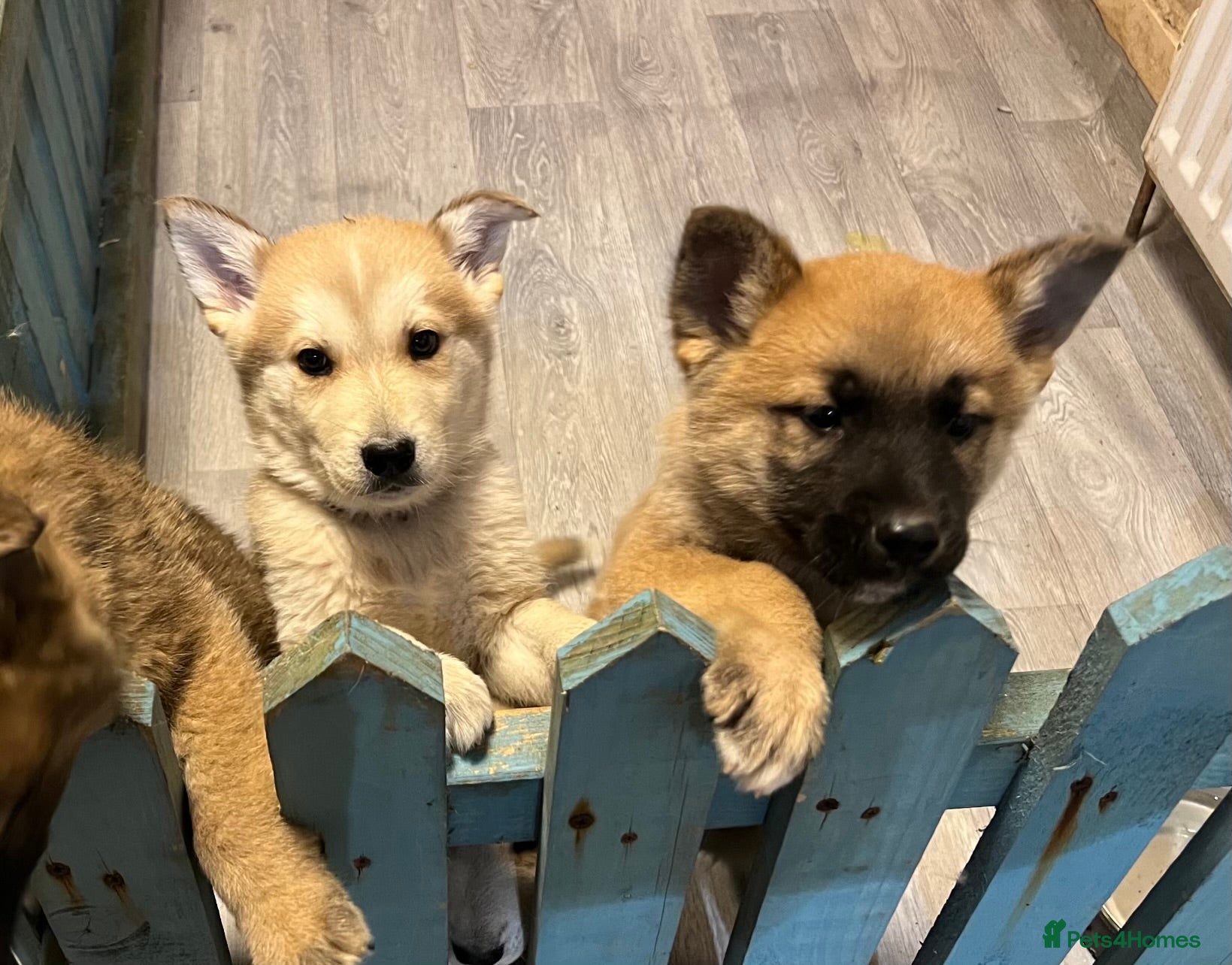 Mixed Breed dogs Akita x German Shepard male and female  - Advert 1