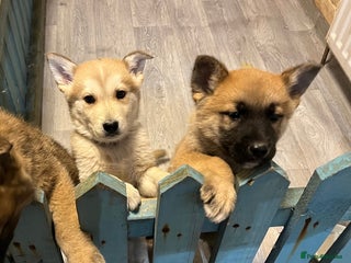 Mixed Breed dogs Akita x German Shepard male and female - Advert 1