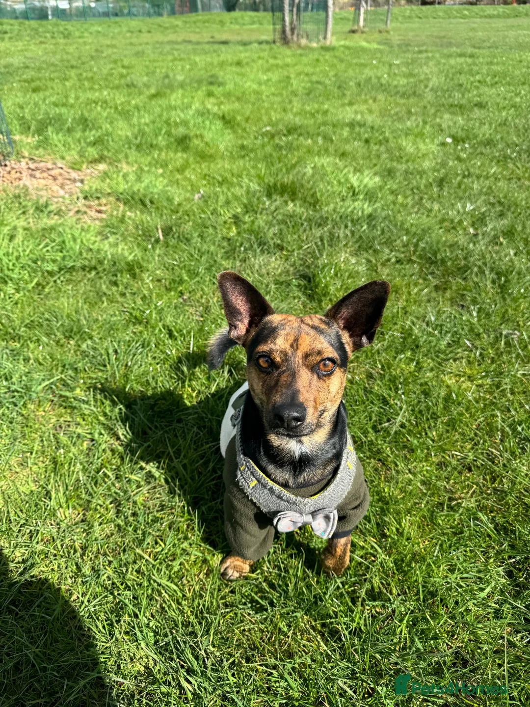 Jack Chi dogs for stud: Jack Chi for Stud in Harrow - Advert 2