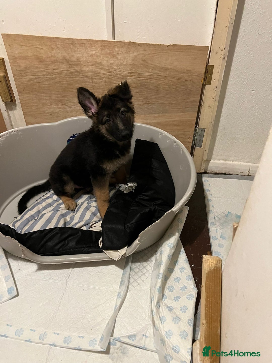 German Shepherd dogs for sale: 3 German Shepard x German Shepard cross dogs  - Image 1