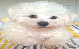 Bichon Frise dogs for sale: Beautiful KC Registered Bichon Frise Puppy - Image 2
