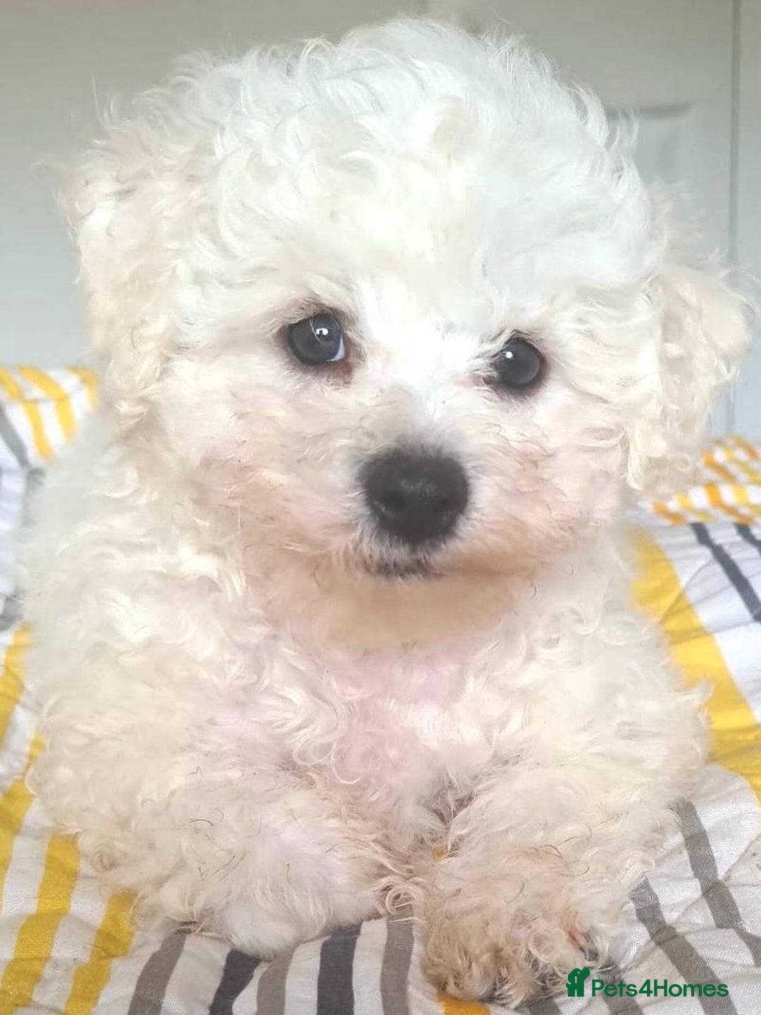 Bichon Frise dogs for sale: Beautiful KC Registered Bichon Frise Puppy - Image 2