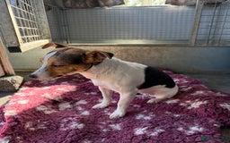 Jack Russell dogs for sale: Tri Coloured Jack Russell Girl - Image 3