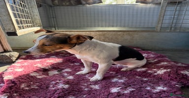 Jack Russell dogs - Advert 2