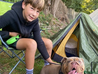 English Bulldog dogs English bulldog girl Peggy - Advert 1