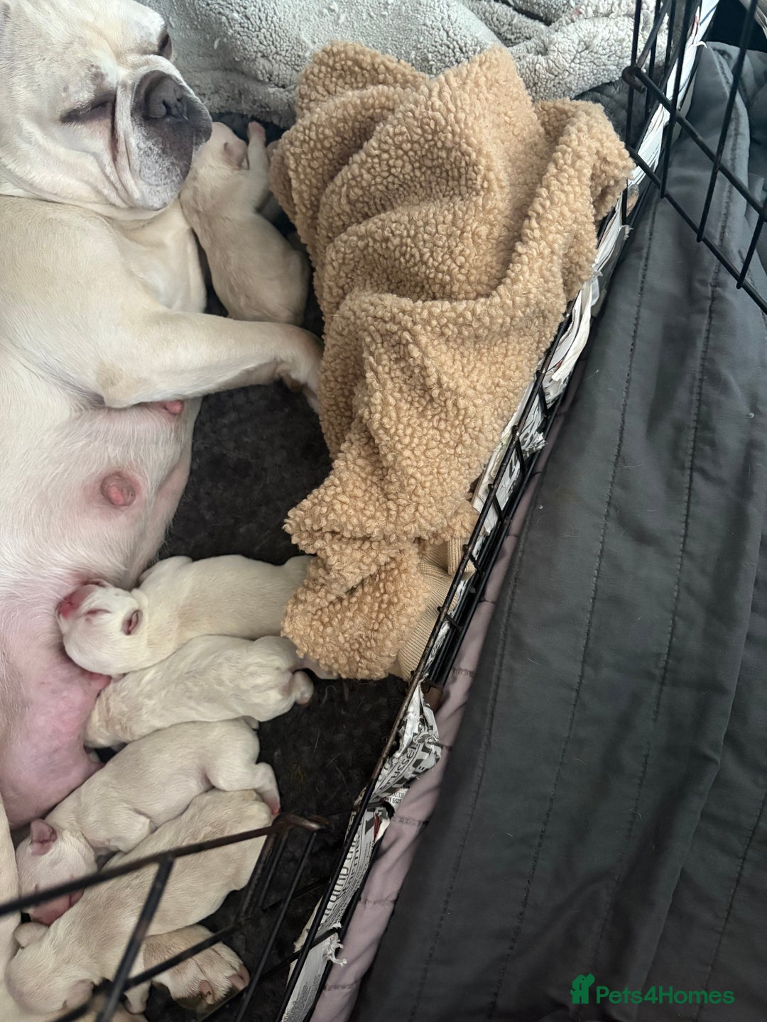 French Bulldog dogs for sale: 5 French bulldogs puppies ready to leave  - Image 7