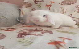 Mini Lop rabbits for sale: Mini lop/mini lion lop - Image 9