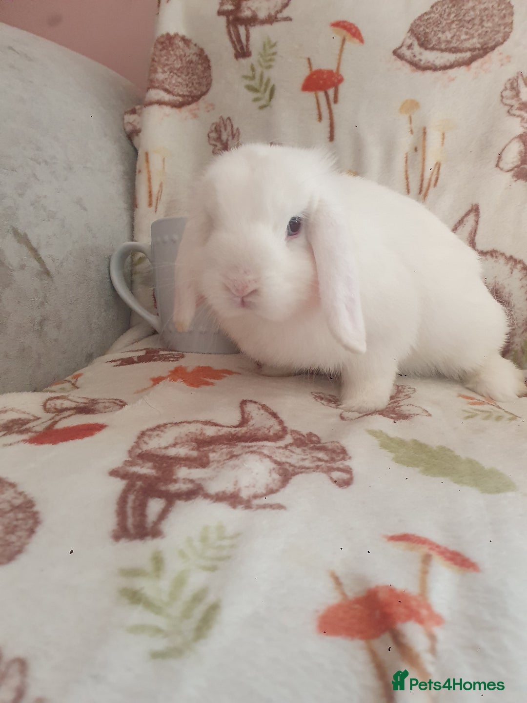 Mini Lop rabbits for sale: Mini lop/mini lion lop - Image 9
