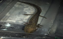 Axolotl reptiles for sale: Adult female wild & wild babies  - Image 3
