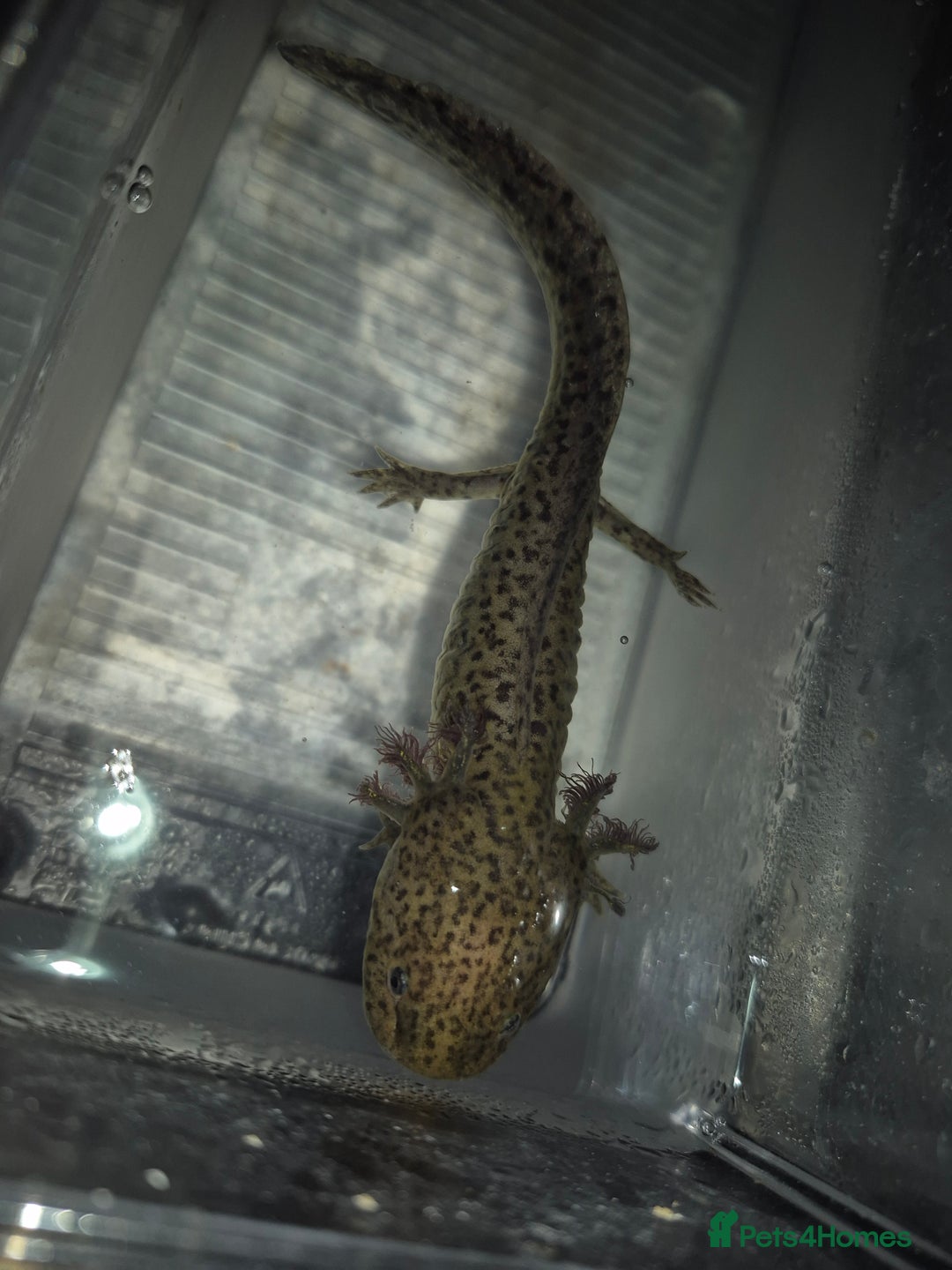 Axolotl reptiles for sale: Adult female wild & wild babies  - Image 3