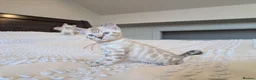 Bengal cats for sale: 🤍🩶 GORGEOUS BENGAL KITTENS 🩶🤍 - Advert 26