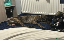 Mastiff dogs for sale: Clyde  - Image 2