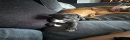 Mixed Breed dogs for sale: 2 beautiful girls left  - Advert 12