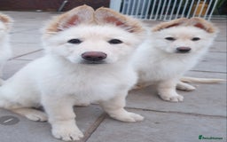 German Shepherd dogs for sale: Stunning White German Shepherds   - Image 4