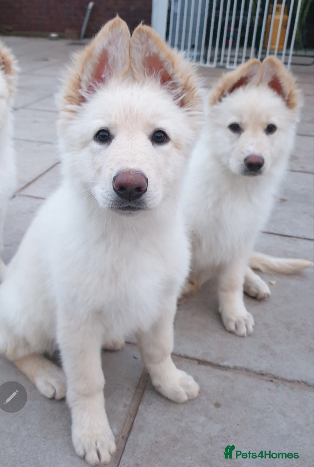 German Shepherd dogs for sale: Stunning White German Shepherds   - Image 4
