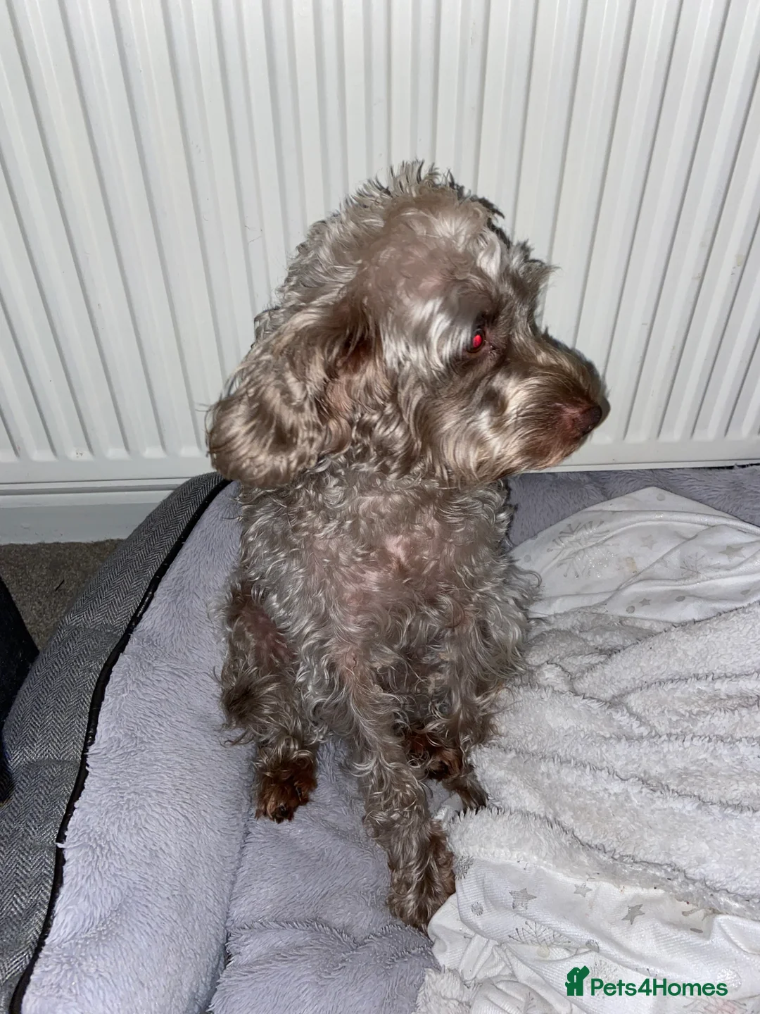 Cockapoo dogs for stud: *FOR STUD* Male Cockapoo - Advert 3