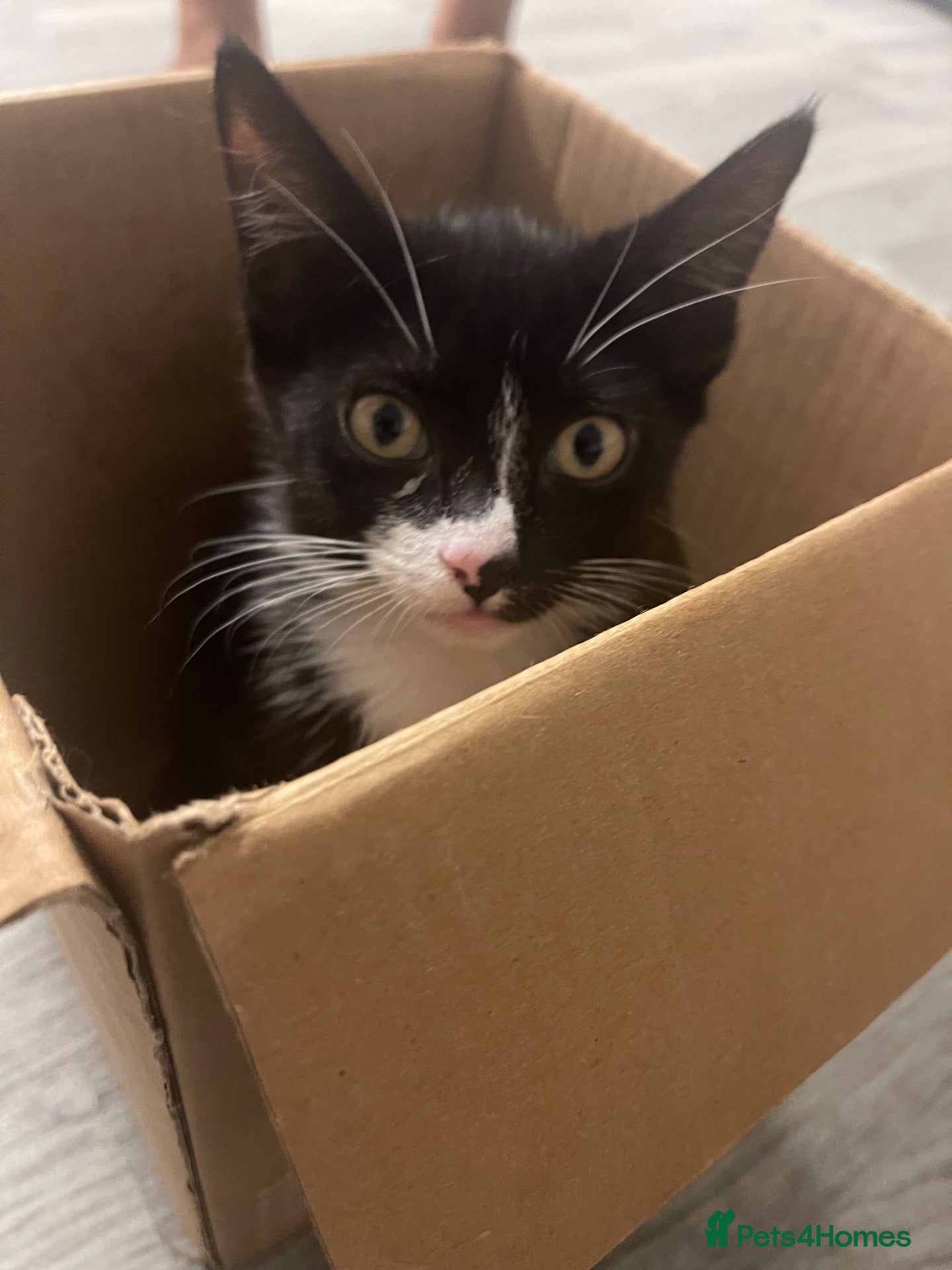 Domestic Shorthair cats for sale: Meme. - Advert 12
