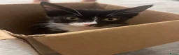 Domestic Shorthair cats for sale: Meme. in Rhyl - Advert 1