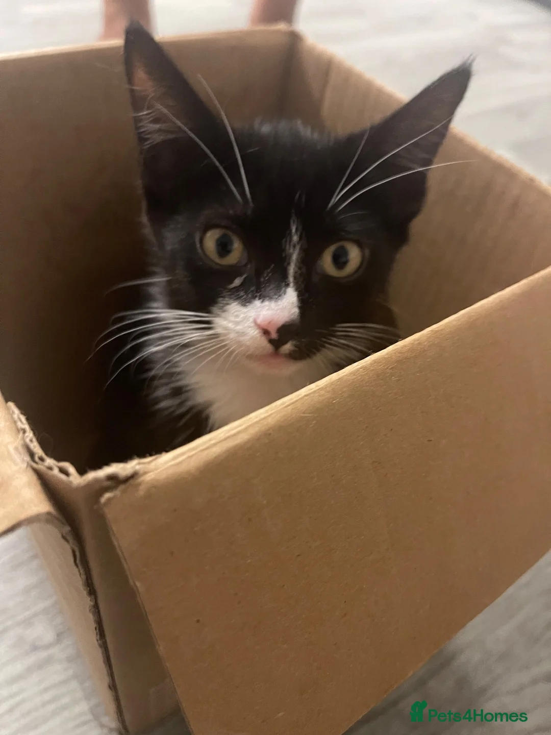 Domestic Shorthair cats for sale: Meme. in Rhyl - Advert 1