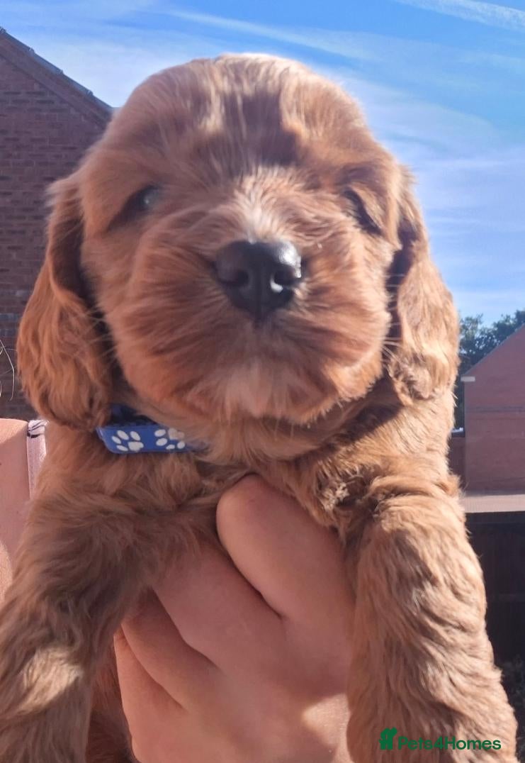 Cockapoo dogs F1 Cockapoo pups - Advert 1