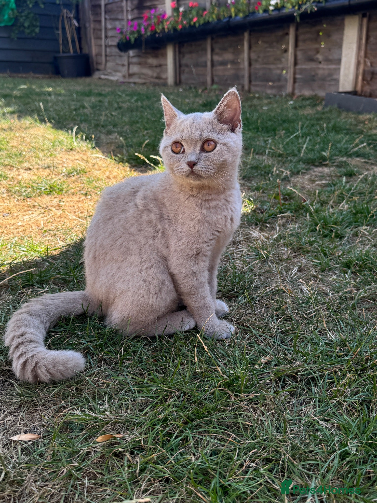 British Shorthair cats 2 girls left Brown and Liliac BSH kittens - Advert 2