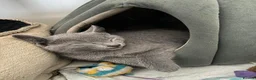 Russian Blue cats for sale: Beautiful GCCF Registered Russian Blue Kittens - Advert 3