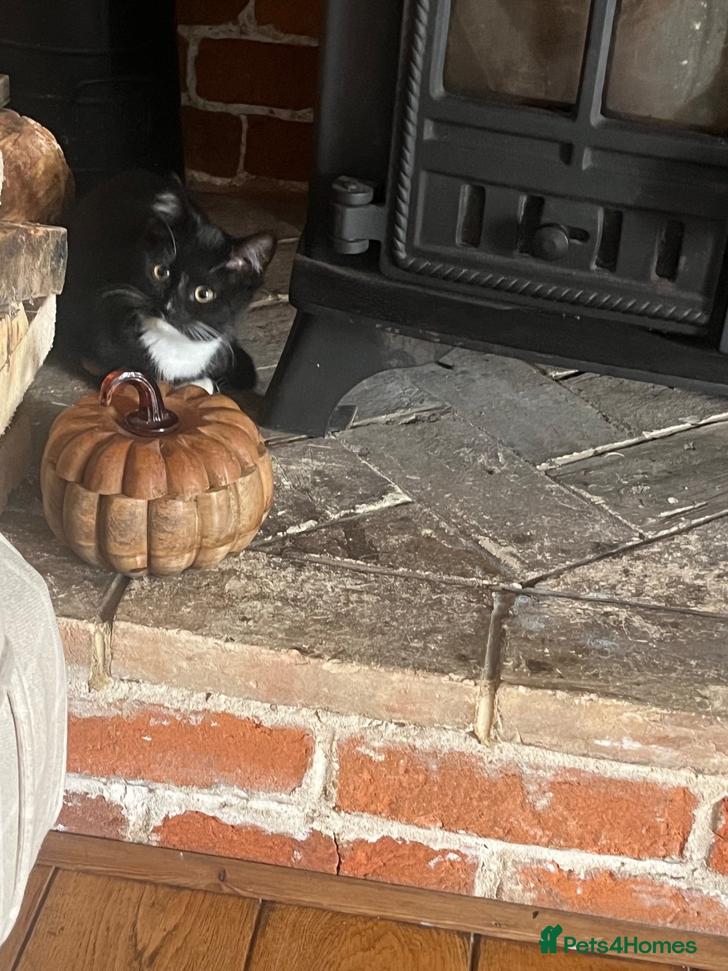Mixed Breed cats for sale: 2 beautiful female cats for sale 12 weeks old  - Advert 2
