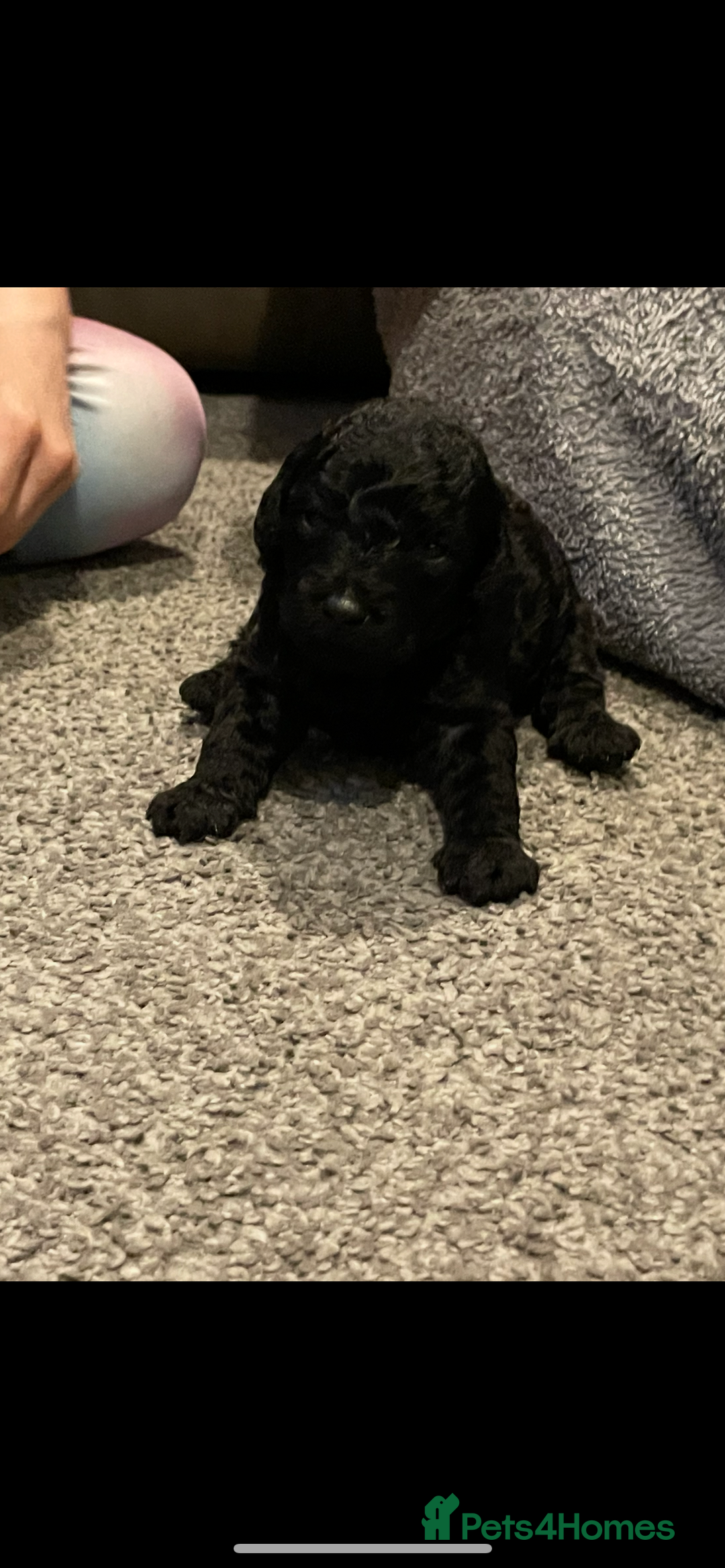 Cockapoo dogs for sale: 3 beautiful cockapoo puppies for sale  - Advert 24