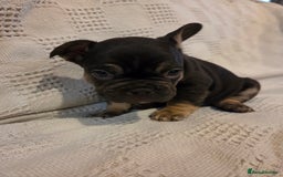 French Bulldog dogs for sale: 4 beautiful French bulldog pups  - Image 9