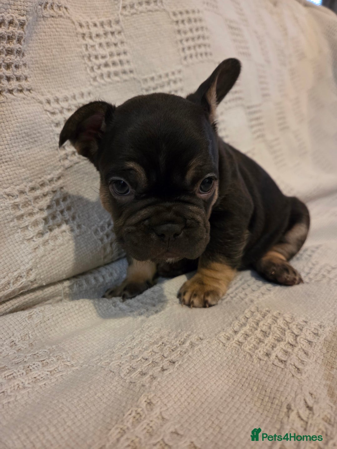 French Bulldog dogs for sale: 4 beautiful French bulldog pups  - Image 9