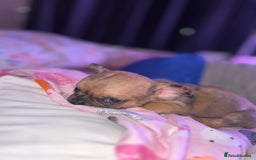 Mixed Breed dogs for sale: BLUE EYE FRUG/ JUG PUPPIES  - Image 10