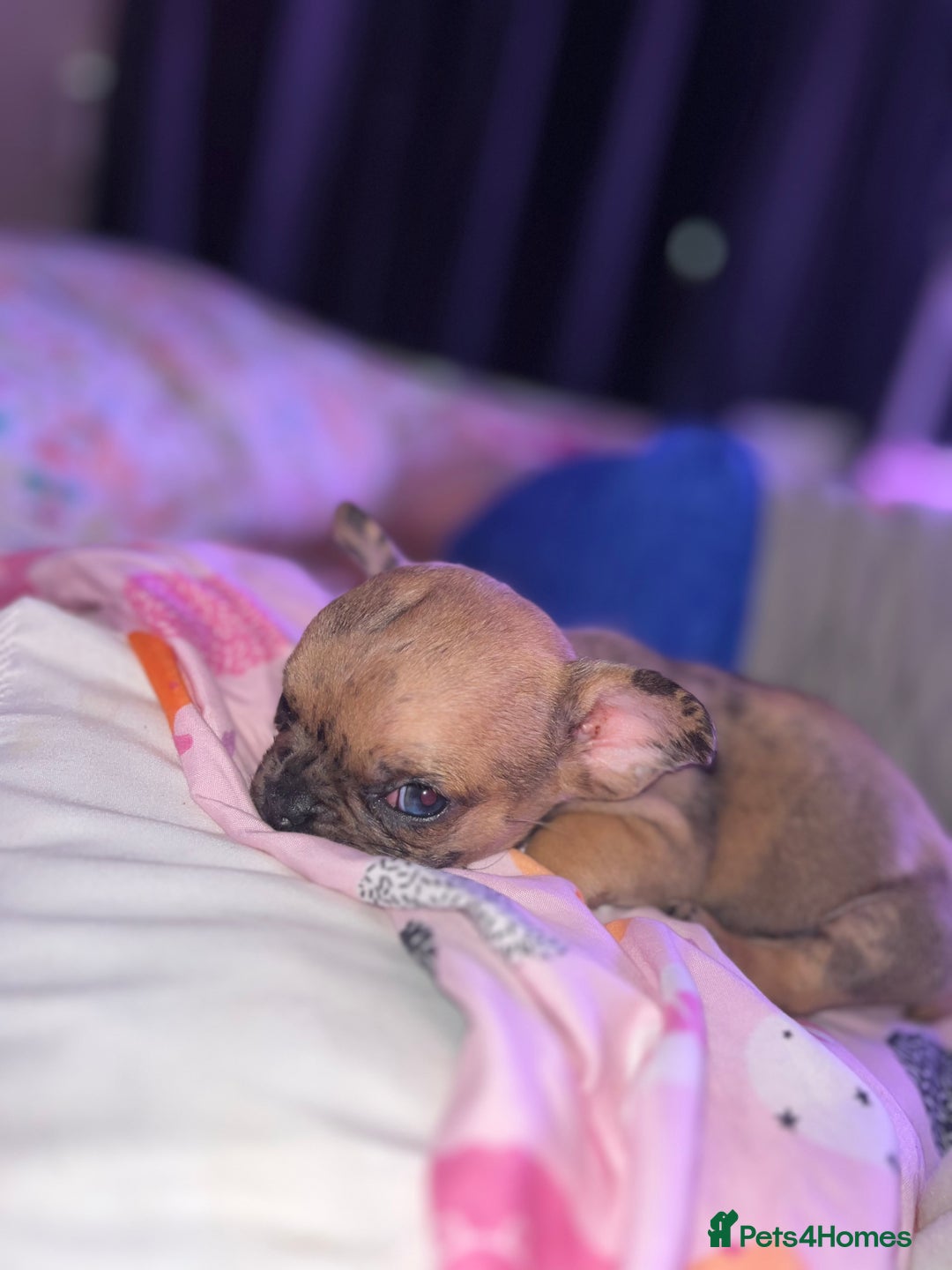 Mixed Breed dogs for sale: BLUE EYE FRUG/ JUG PUPPIES  - Image 10