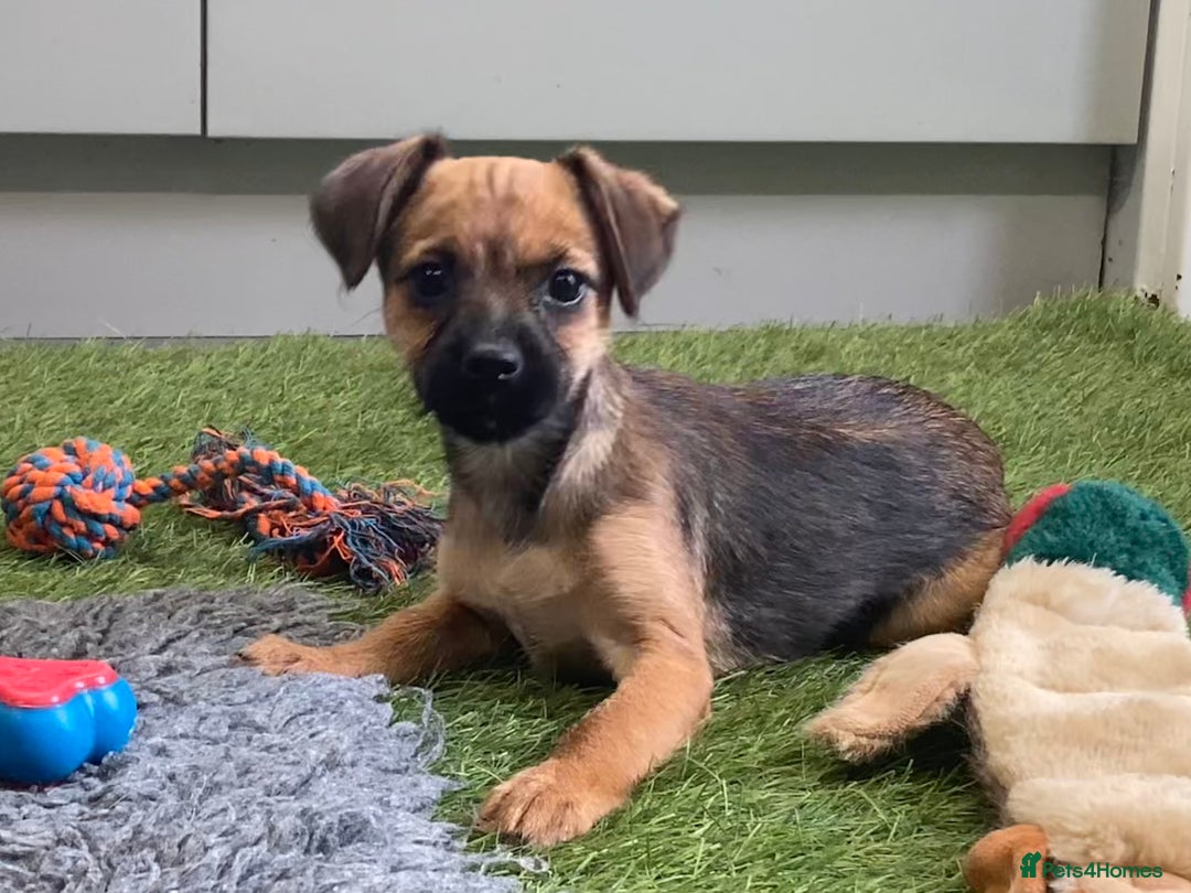 Mixed Breed dogs for sale: Border x Norfolk puppies  - Image 14