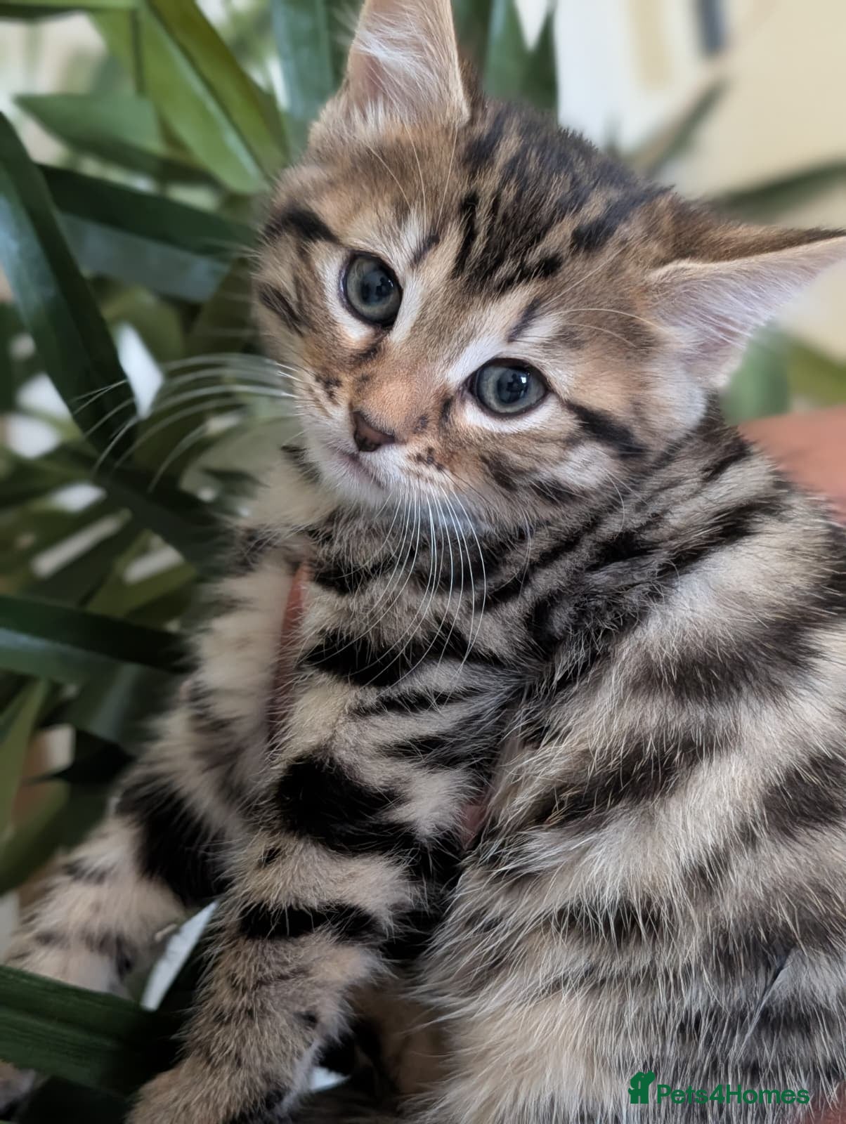 Bengal cats Beautiful Half Bengal Kittens - Ready Now - Advert 1