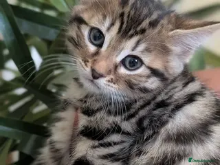 Bengal cats Beautiful Half Bengal Kittens - Ready Now - Advert 1