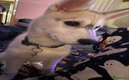 Siberian Husky dogs for sale: Husky puppy Male - Image 5