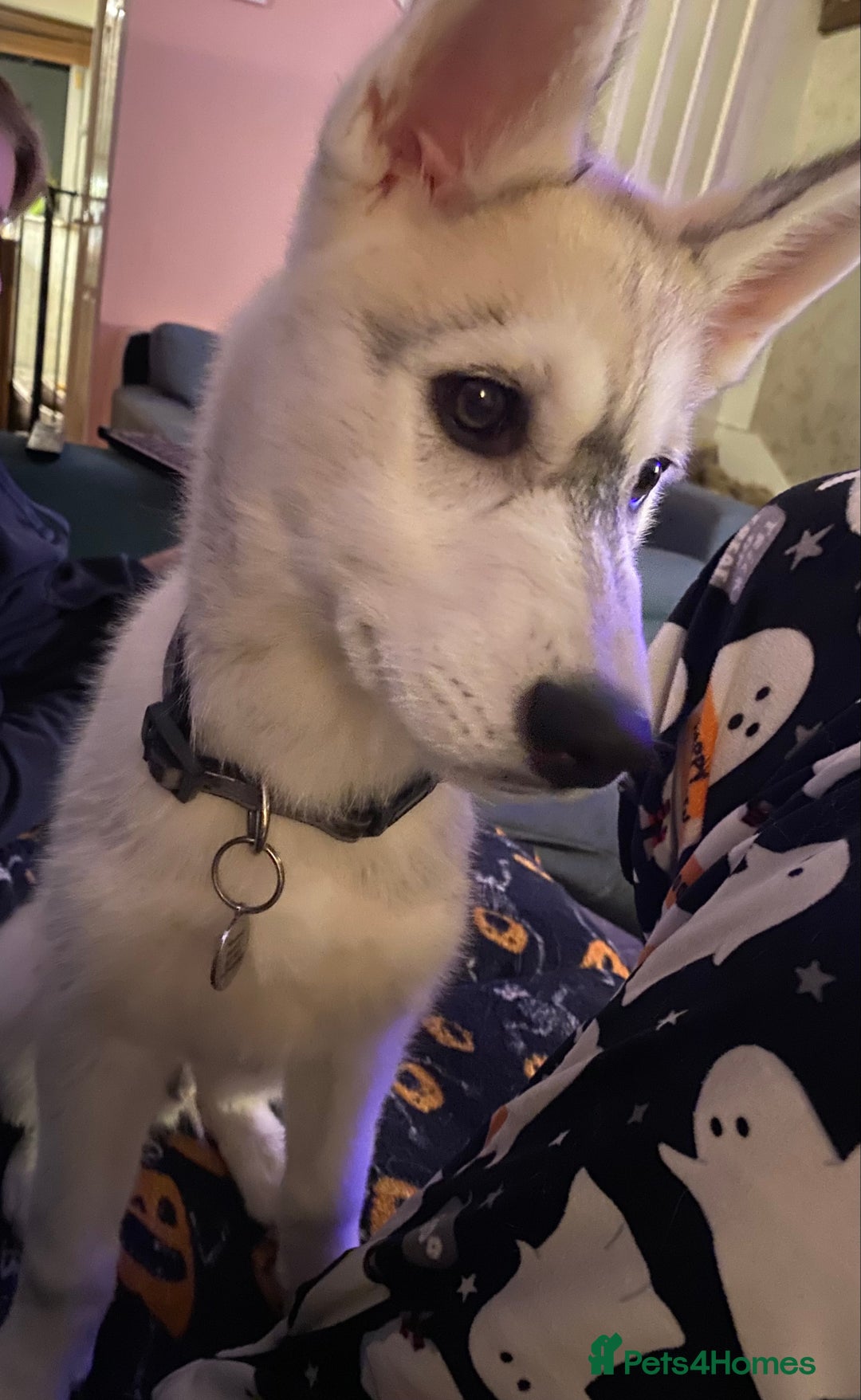 Siberian Husky dogs for sale: Husky puppy Male - Image 5