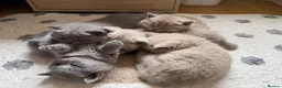 British Shorthair cats for sale: Adorable British Shorthair Kittens  in Coventry - Advert 16