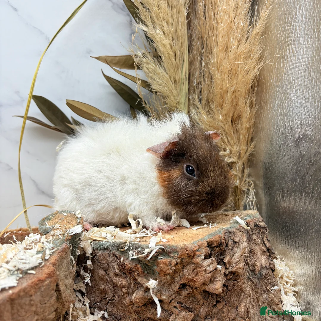 Guinea Pig rodents for sale: Multiple Female Guinea Pigs for sale 💗 - Advert 4