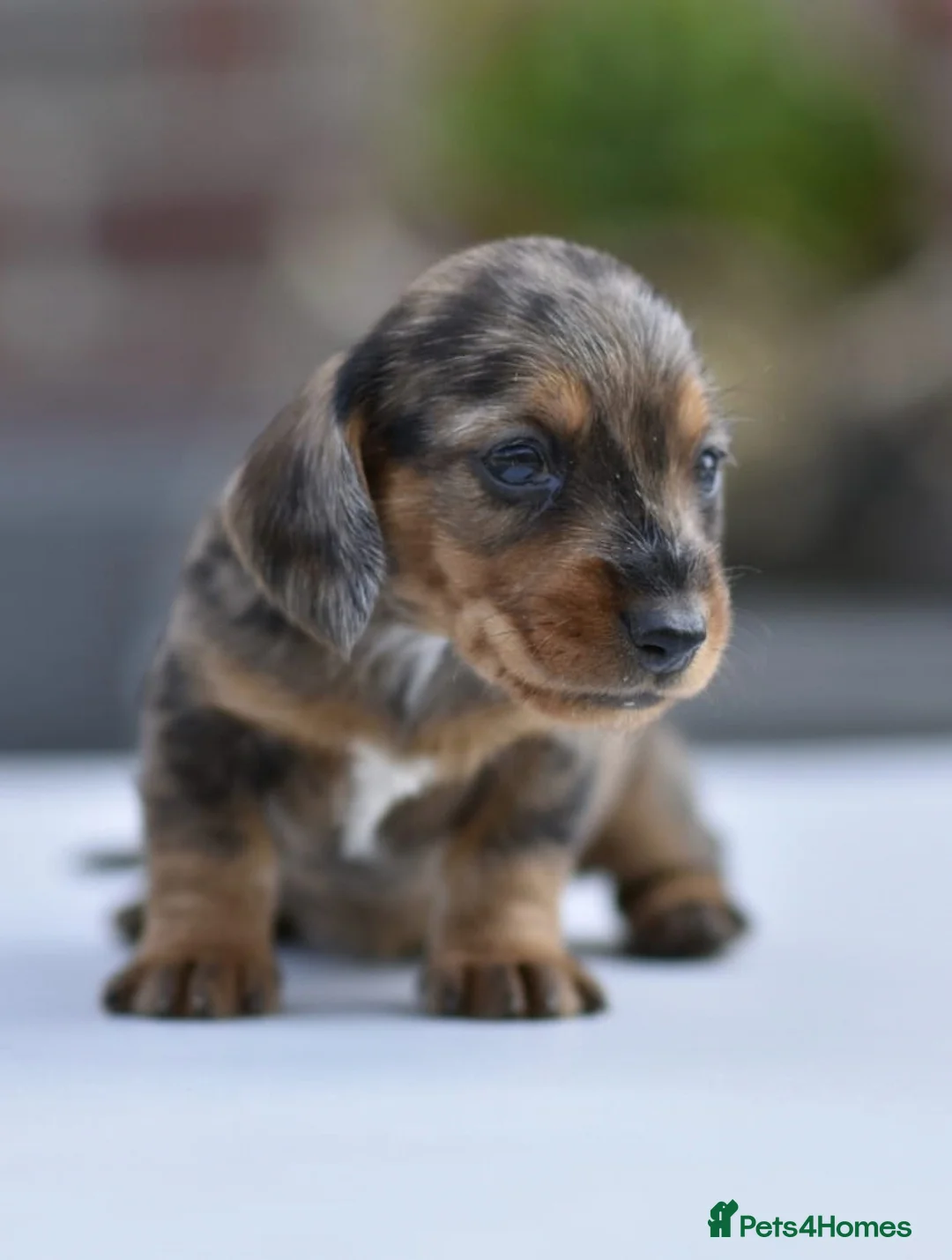 Dachshund dogs for stud: Piebald colored Dachshund for stud! in Preston - Advert 12