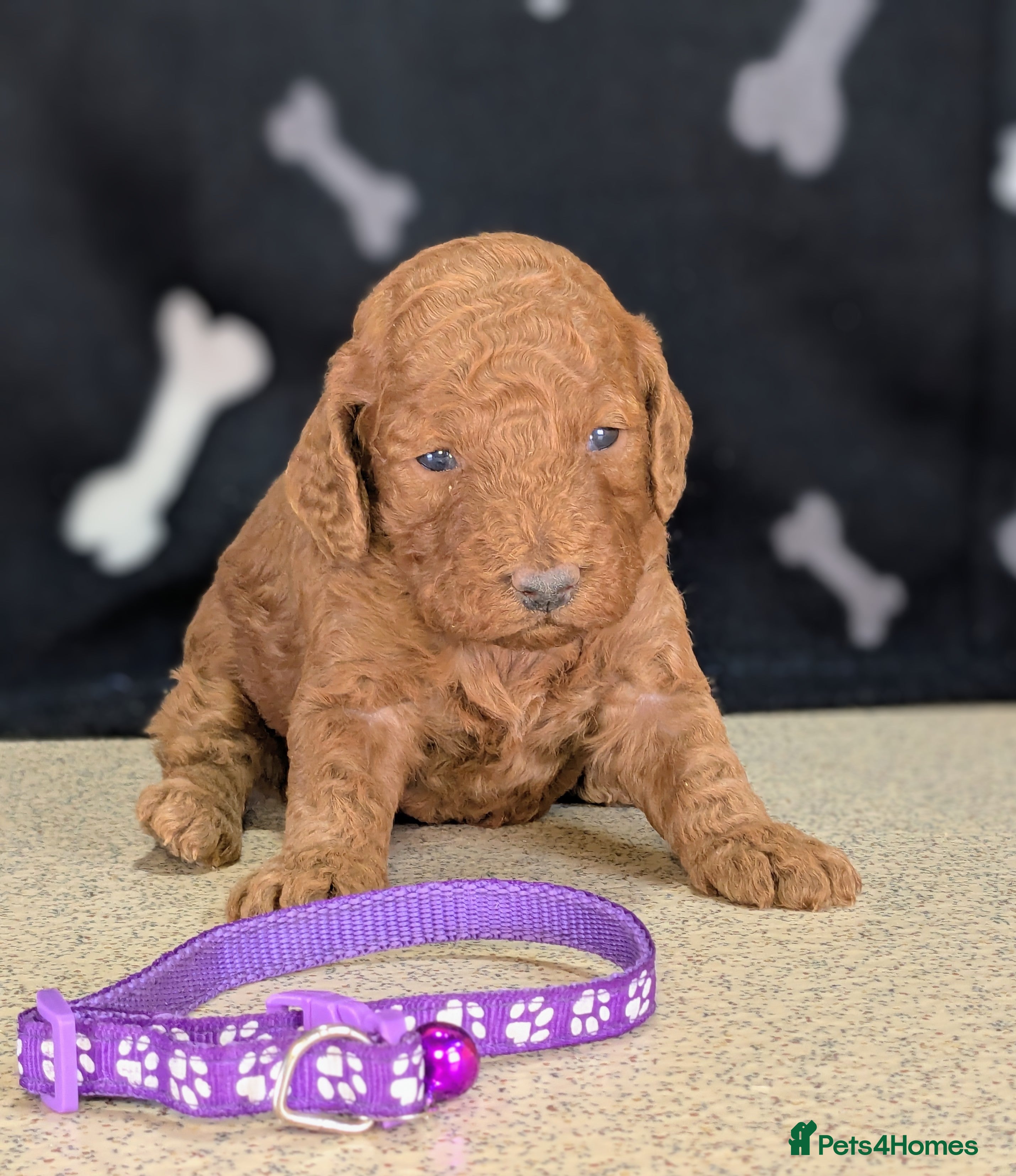 Cockapoo dogs 🐾 Stunning F1b Cockapoo Puppies. - Advert 6