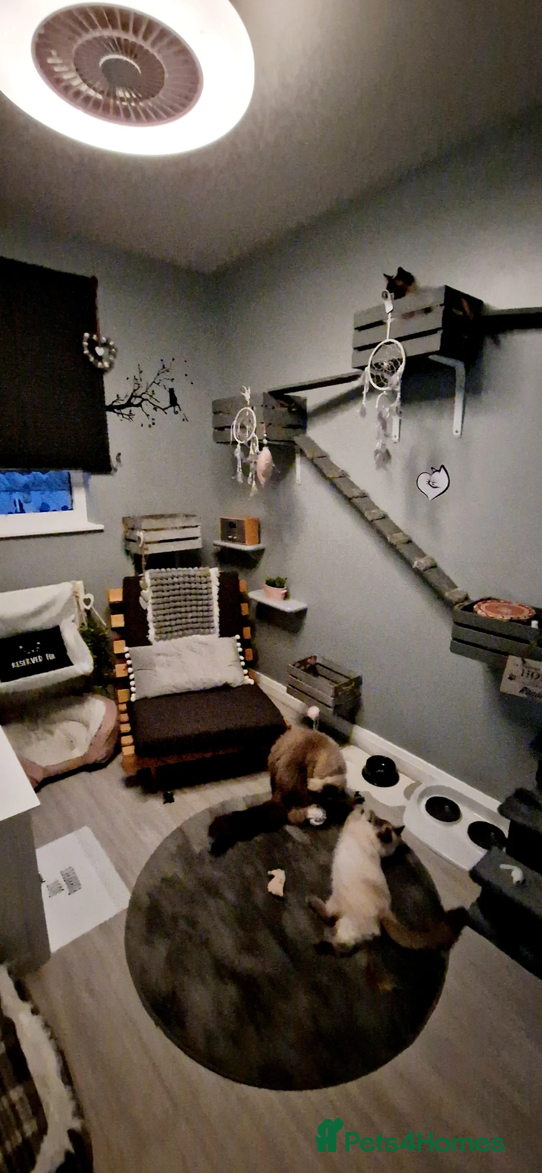 Ragdoll cats for stud: *stud*Gccf & tica entire active bluepoint ragdoll in Oldham - Advert 7