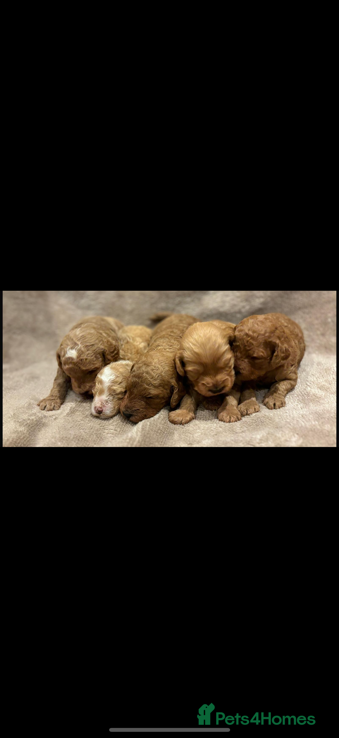 Cockapoo dogs for sale: Beautiful Cockapoo, looking for his forever home.  - Advert 9